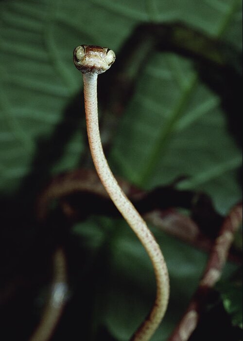 Mp Greeting Card featuring the photograph Vine Snake Portrait, La Selva, Costa by Mark Moffett