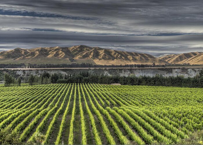 00441046 Greeting Card featuring the photograph Vineyard Awatere Valley Near Seddon by Colin Monteath