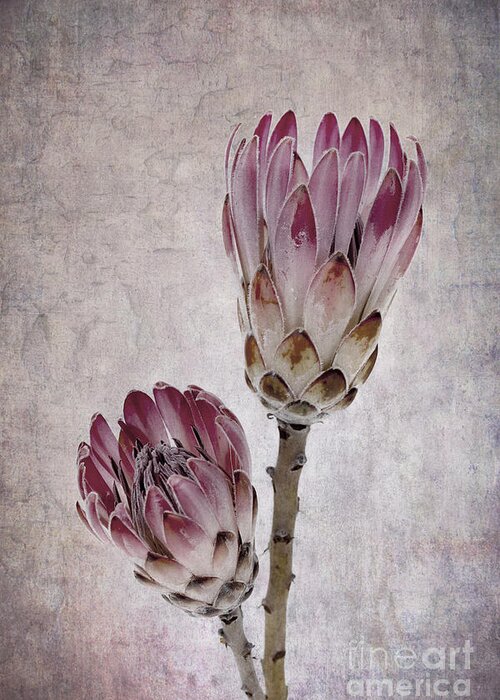 African Greeting Card featuring the photograph Vintage proteas by Jane Rix