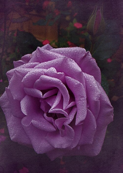 Purple Rose Greeting Card featuring the photograph Vintage Purple Rose by Richard Cummings