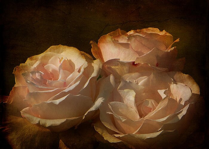 Rose Greeting Card featuring the photograph Vintage Rose by Blair Wainman