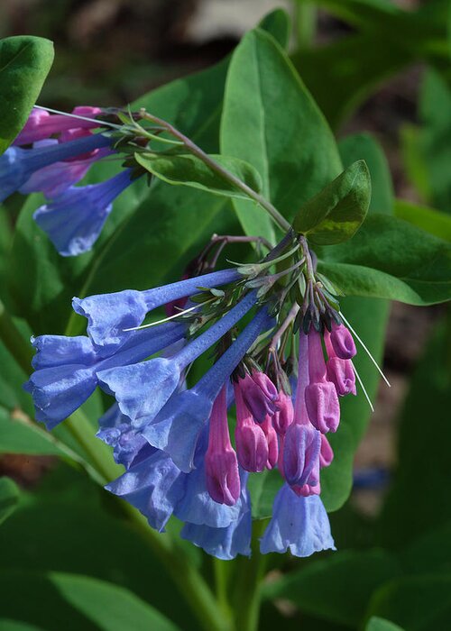 Flower Greeting Card featuring the photograph Virginia Bluebells by Daniel Reed