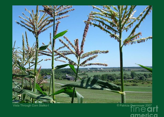 Landscape Greeting Card featuring the photograph Vista Through Corn Stalks-I by Patricia Overmoyer
