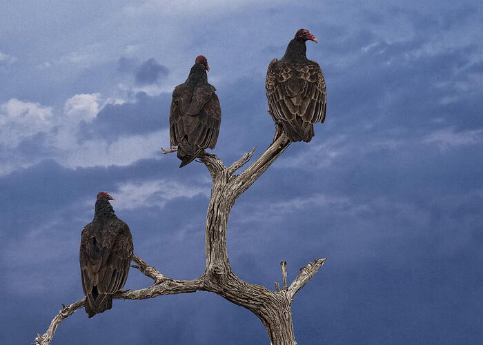 Art Greeting Card featuring the photograph Vultures perched on a Branch No.0022 by Randall Nyhof