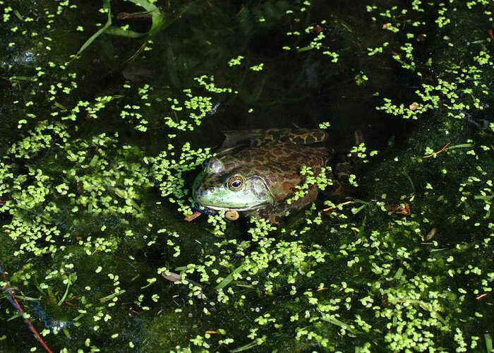 Toad Greeting Card featuring the photograph Waiting for lunch by Richard Reeve