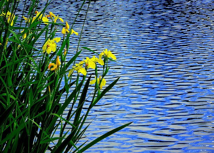Water Greeting Card featuring the photograph Water and Yellow Flags by Peter Mooyman