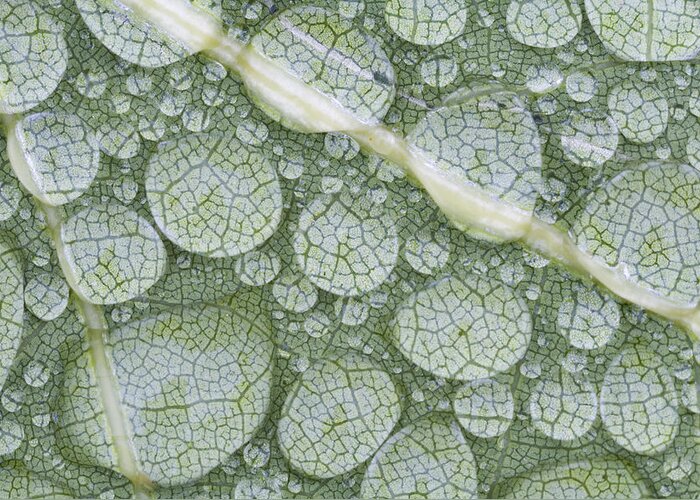 Mp Greeting Card featuring the photograph Water Droplets On Leaf, Annapolis by Scott Leslie