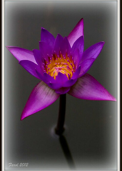 Water Greeting Card featuring the photograph Water Lily by Farol Tomson