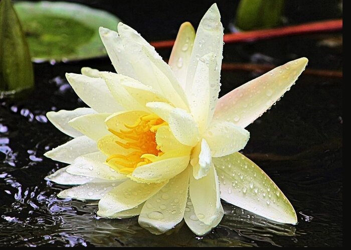 Water Lily Greeting Card featuring the photograph Water Lily in White by Elizabeth Budd