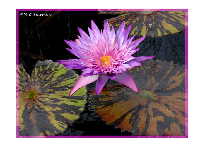 Waterlily Greeting Card featuring the mixed media Water Lily Magic by M c Sturman
