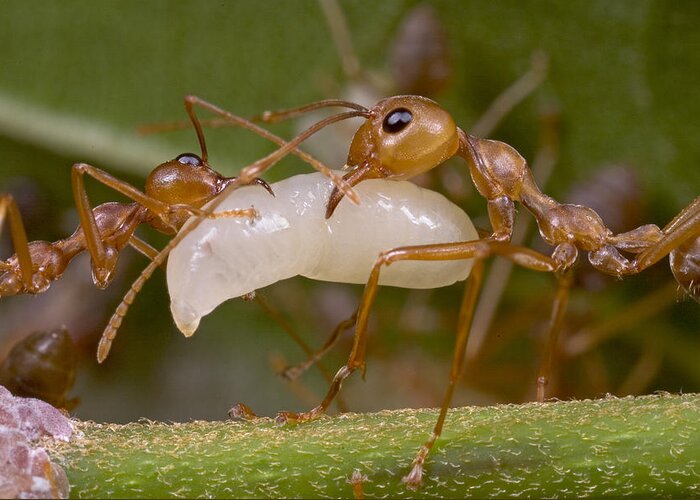 00298234 Greeting Card featuring the photograph Weaver Ant Worker Pair With Larvae by Piotr Naskrecki