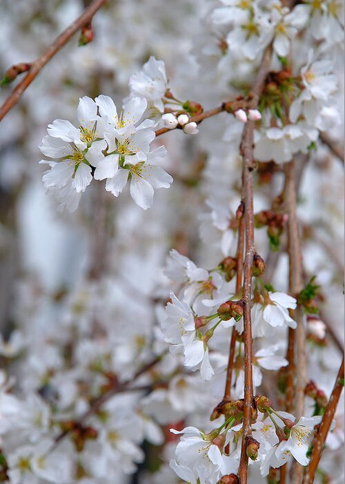 Blossoms Greeting Card featuring the photograph WEEPING CHERRY No. 1 by Janice Adomeit