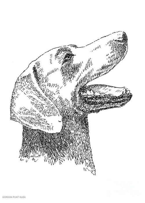 Weimaraner Greeting Card featuring the drawing Weimaraner-Drawing by Gordon Punt