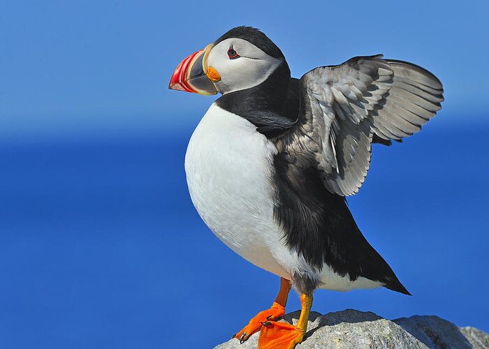 Atlantic Puffin Greeting Card featuring the photograph Welcoming The Sunrise by Tony Beck