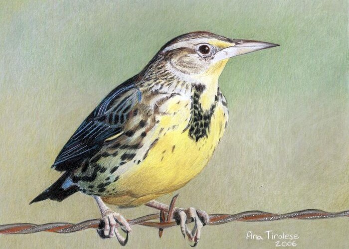 Bird Greeting Card featuring the drawing Western Meadowlark by Ana Tirolese