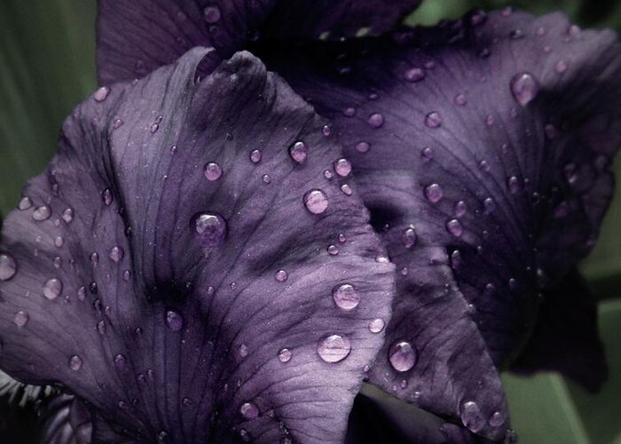 Nature Greeting Card featuring the photograph Wet Iris Number Three by Chris Berry