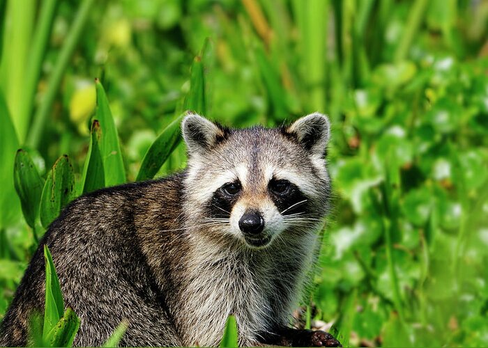 Wetlands Greeting Card featuring the photograph Wetlands Racoon Bandit by Bill Dodsworth