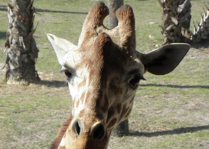 Giraffe Greeting Card featuring the photograph What Are You Looking At by Kim Galluzzo