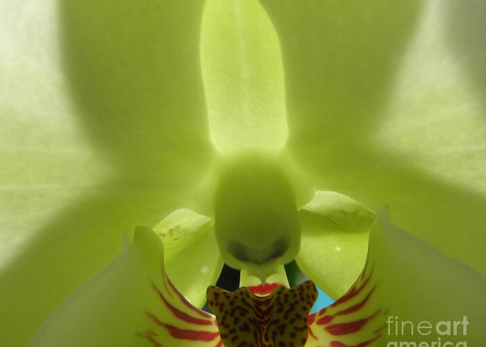 Orchid Greeting Card featuring the photograph What Do You See by Kim Galluzzo Wozniak