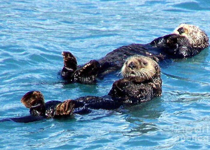 Sea Otters Greeting Card featuring the photograph Whatchu Looking At by Kathy White
