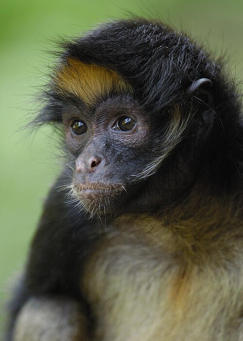 Mp Greeting Card featuring the photograph White-bellied Spider Monkey Ateles by Pete Oxford