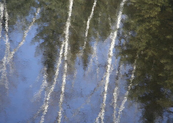 Water Greeting Card featuring the photograph White Birch Trees by Dr Carolyn Reinhart