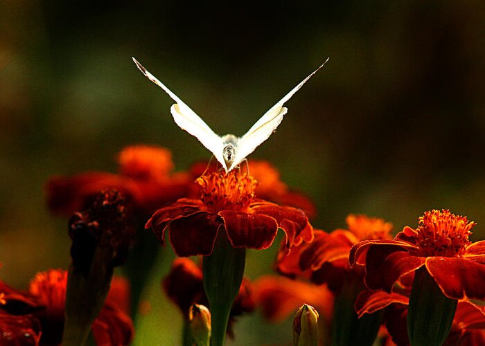  Attractive Greeting Card featuring the photograph White butterfly on flower by Emanuel Tanjala