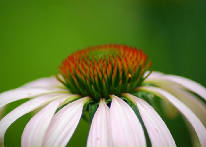 White Coneflower Greeting Card featuring the photograph White Coneflower by Wanda Jesfield