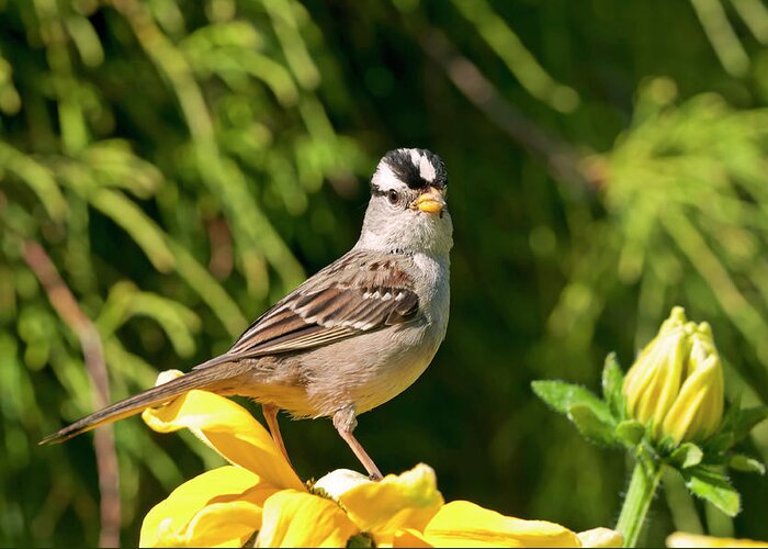 White Crowned Sparrow Greeting Card featuring the photograph White Crowned Sparrow by Terry Dadswell