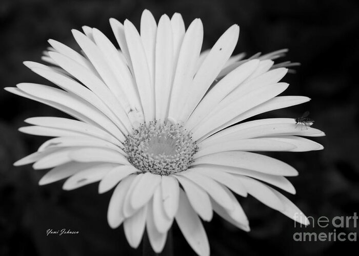 White Flowers Greeting Card featuring the photograph White Gerbera daisy by Yumi Johnson