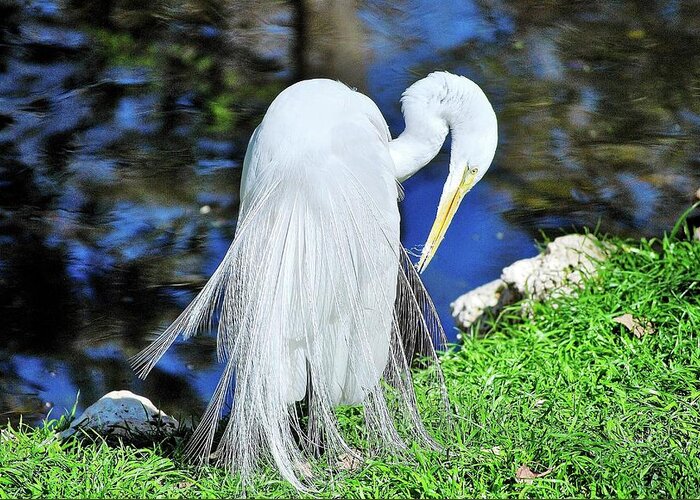 Heron Greeting Card featuring the photograph White Heron by Bill Hosford
