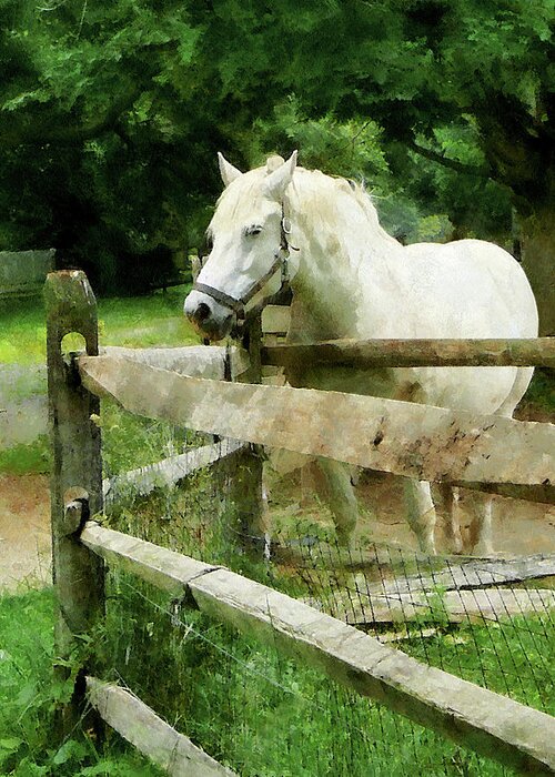 Horse Greeting Card featuring the photograph White Horse in Paddock by Susan Savad
