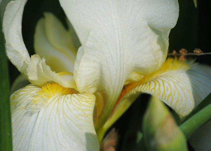 Beautiful Iris Greeting Card featuring the photograph White Iris by Jai Johnson