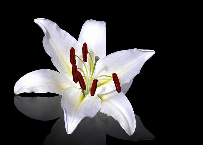 Anniversary Greeting Card featuring the photograph White lily by Jane Rix