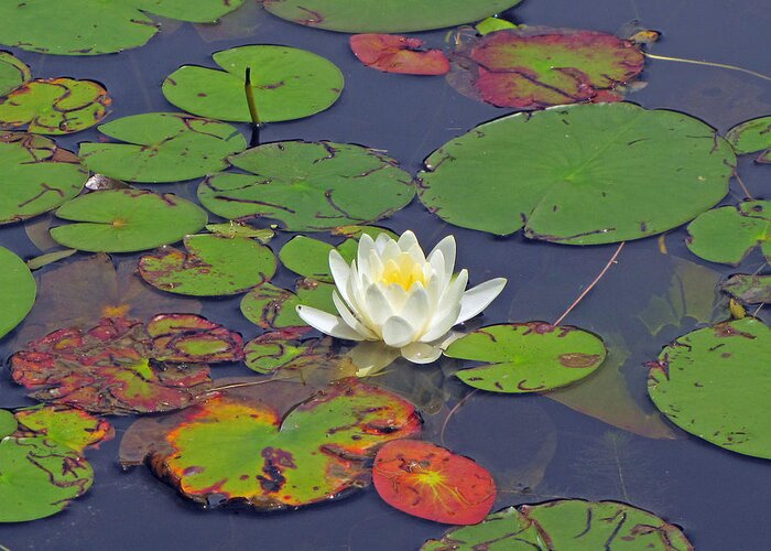  Greeting Card featuring the photograph White Lilypad Flower by RobLew Photography