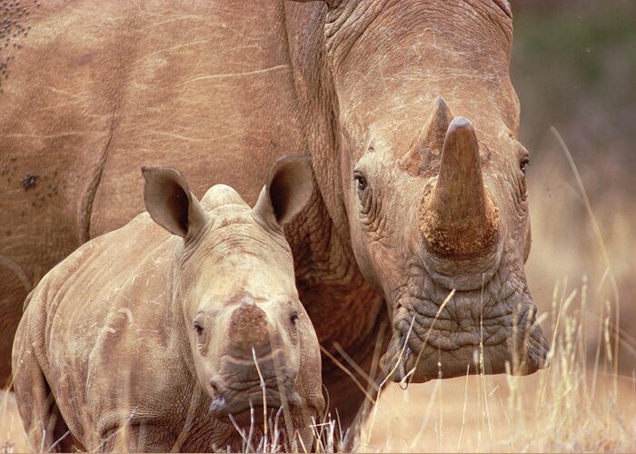 Mp Greeting Card featuring the photograph White Rhinoceros Ceratotherium Simum by Gerry Ellis