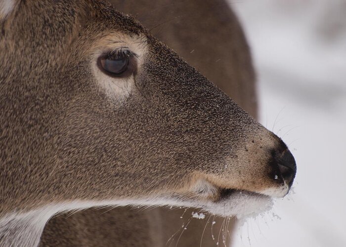Deer Greeting Card featuring the photograph White Tail Close Up by Joshua House