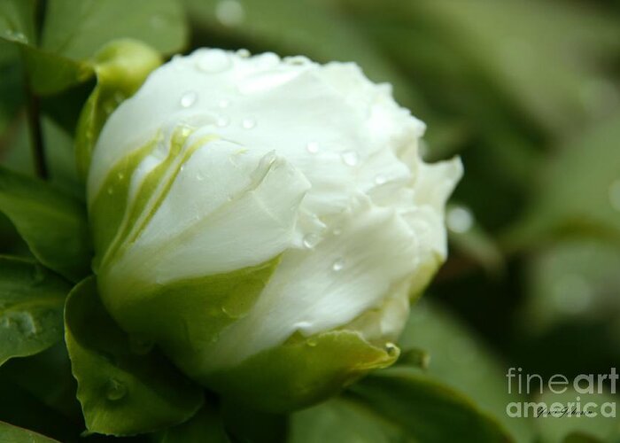 Tree Peony Greeting Card featuring the photograph White tree peony in the rain by Yumi Johnson