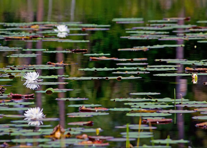 Lily Pads Greeting Card featuring the photograph White Whisper by Mark Andrew Thomas