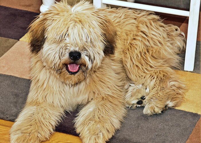 Shaggy Dog Greeting Card featuring the photograph Who Needs a Haircut by Ed Peterson