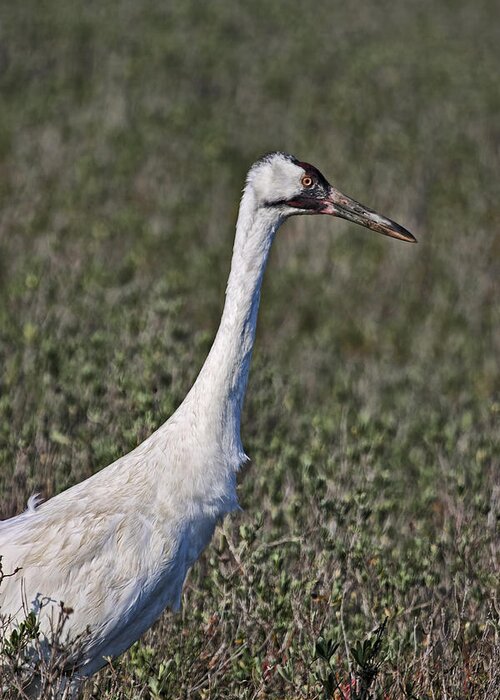 Crane Greeting Card featuring the photograph Whooping Crane by Gregory Scott