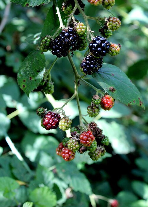 Oregon Greeting Card featuring the photograph Wild Oregon Blackberries by Jo Sheehan