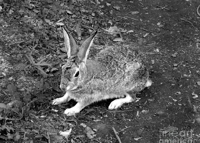 Artoffoxvox Greeting Card featuring the photograph Wild Rabbit Photograph by Kristen Fox