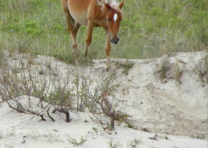 Mustang Greeting Card featuring the photograph Wild Spanish Mustang of the Outer Banks of North Carolina by Kim Galluzzo Wozniak