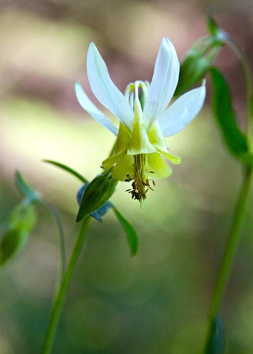 Multi-color Greeting Card featuring the photograph Wild Yellow Columbine by Karon Melillo DeVega