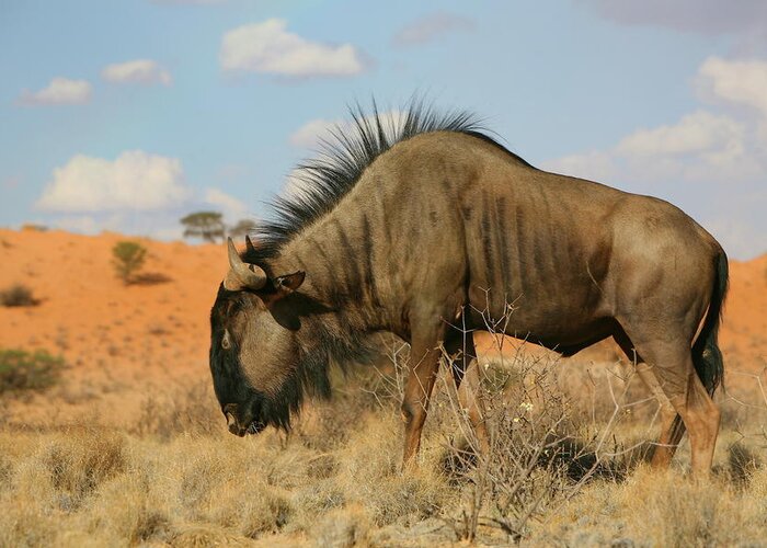 Wildebeest Greeting Card featuring the photograph Wildebeest by Bruce J Robinson
