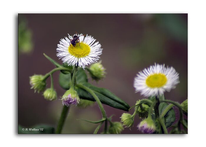 2d Greeting Card featuring the photograph Wildflower Insect by Brian Wallace