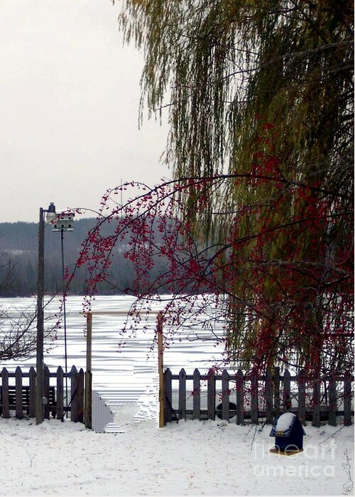 Winter Greeting Card featuring the photograph Willows and Berries in Winter by Desiree Paquette
