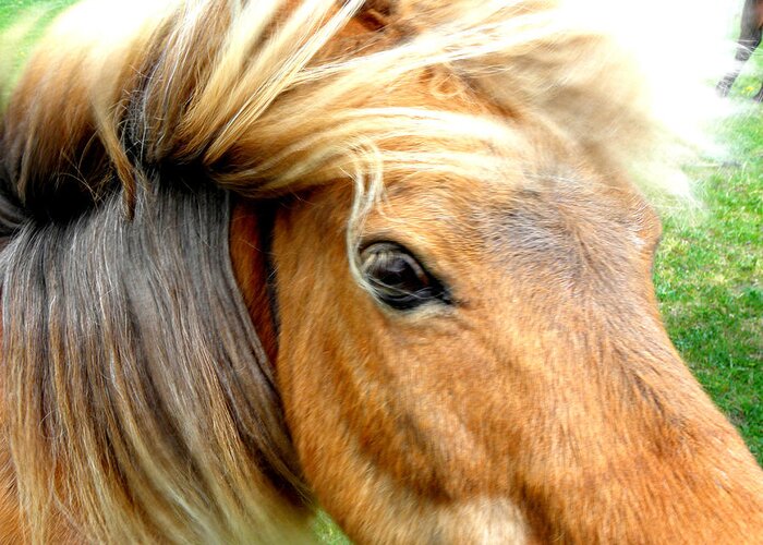 Miniature Pony Greeting Card featuring the photograph Wind Blown by Kim Galluzzo