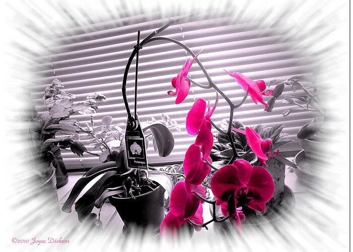 Orchid Greeting Card featuring the photograph Window Orchid by Joyce Dickens